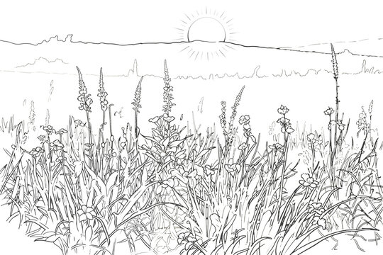 Grassy meadow with spikes and wildflowers against rising sun, summer solstice celebration and nature awakening atmosphere