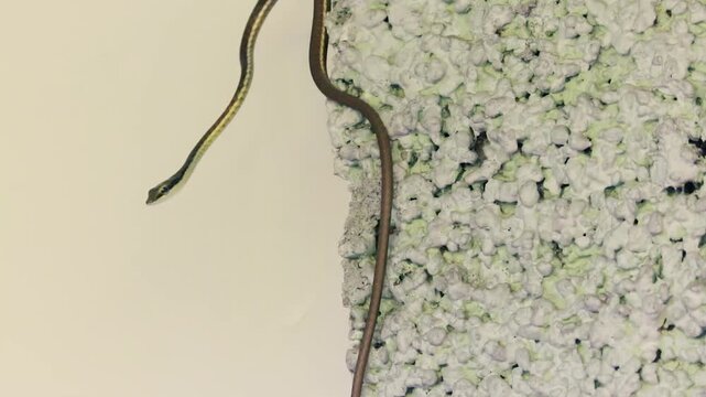 A slender brown snake climbing up the rough textured edge of a concrete wall