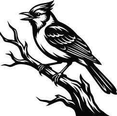 Fototapeta premium Blue jay bird perched on a tree branch black and white vector graphic