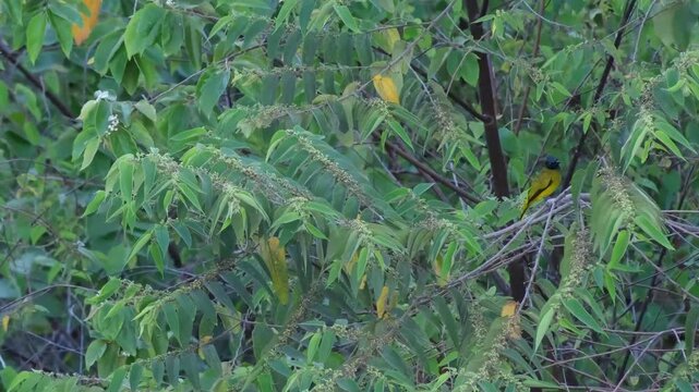 Black-headed Bulbul Giving Repeated Synchronized Calls Before Departure, Palawan Philippines

