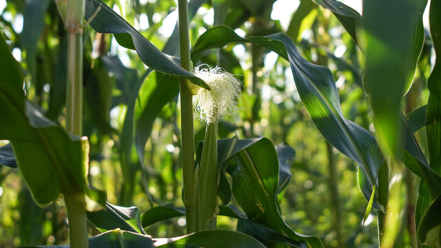 Corn silk is yellow or light green on young ears. These silk strands function as stigmas to receive pollen.