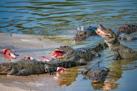 Close-up of a crocodile in the act of feeding