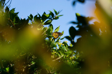 Fototapeta premium Monarch butterfly on Monhegan Island