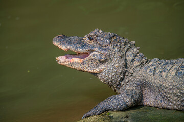 Fototapeta premium Close-up of a crocodile in the water.