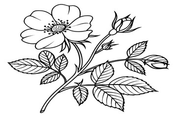 Obraz premium coloring page line art meadow rose flower black vector