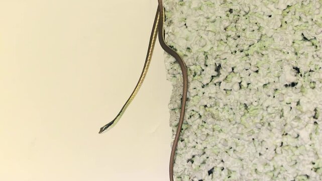 A slender bronze back tree snake slithering down a textured wall surface
