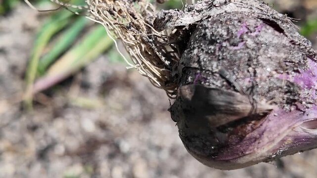 Hand harvesting fresh garlic from a home garden bed, revealing healthy bulbs during the summer harvest in a productive vegetable garden.