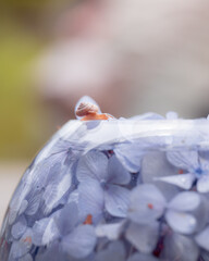 A snail on a hydrangea leaf  © motoshi.0123