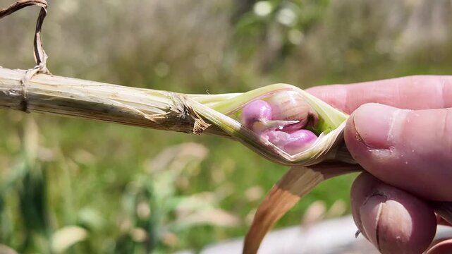 Close-up of a rare physiological disorder in garlic where cloves develop inside the stem instead of forming a normal bulb underground.