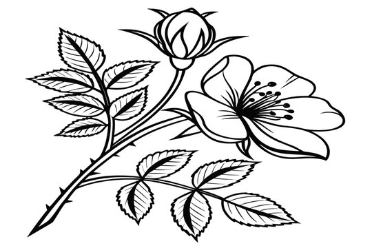 coloring page line art the ruby rose flower black vector