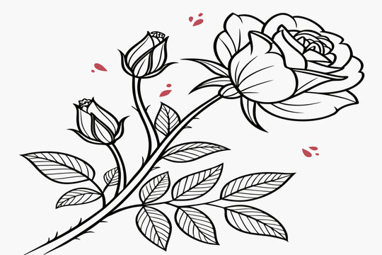 coloring page line art the ruby rose flower black vector