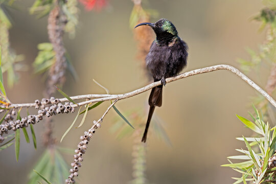 An adult male bronze sunbird (Nectarinia kilimensis) perched on a branch.