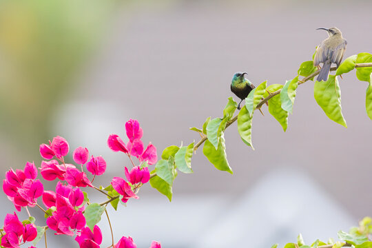 An adult male and female bronze sunbird (Nectarinia kilimensis) perching on a branch.