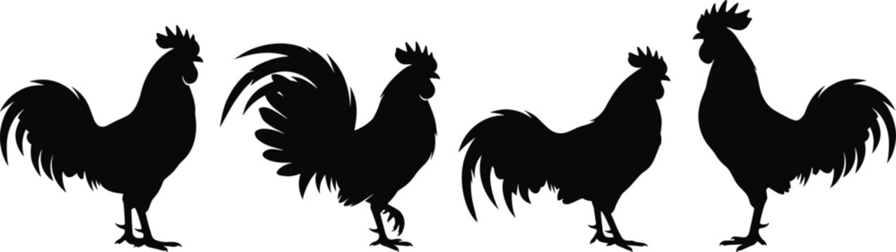 Rooster silhouettes vector icons set featuring black cockerel shapes and male chicken standing isolated on white background