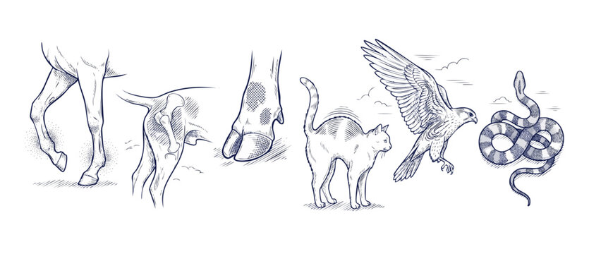 Animal anatomy vintage sketch bundle with horse legs, dog hip bone, cloven hoof, arched cat, flying hawk, coiled snake isolated on white background for educational biology study and veterinary design.