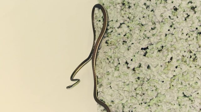 Slender wild snake slithering upwards along the textured edge of a stone wall