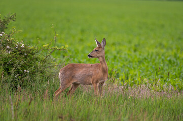 Schmalreh am Feldrand © Klaus