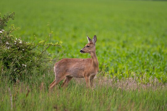 Schmalreh am Feldrand