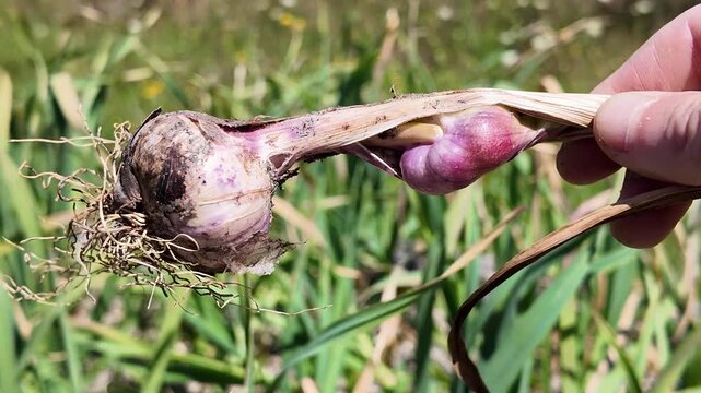 Close-up of a rare physiological disorder in garlic where cloves develop inside the stem instead of forming a normal bulb underground.