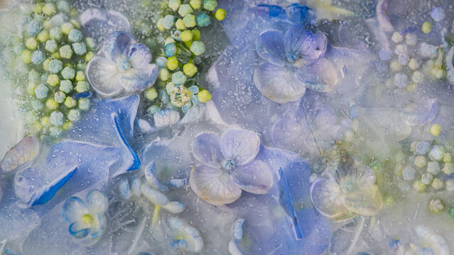 abstract frosted blue hydrangea or hortensia flowers, petals and buds