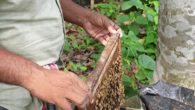Beekeeper inspecting queen bee on honeycomb frame