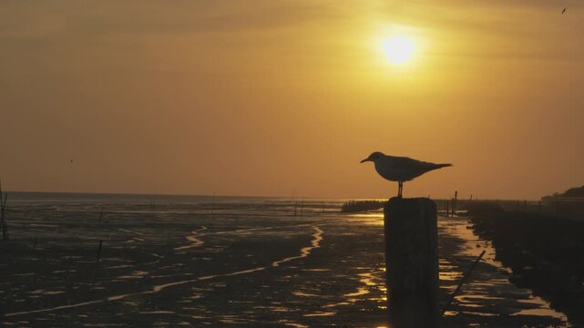 A seagull rests on a stump in the middle of the sea after a long flight, bathed in the golden light of the evening sun.