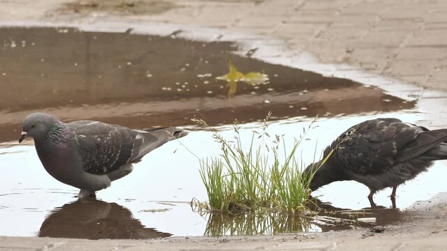 Pigeons Drinking from Rain Puddle on Pavement