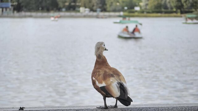 Ruddy Shelduck perched on ledge overlooking a calm city lake with boats
