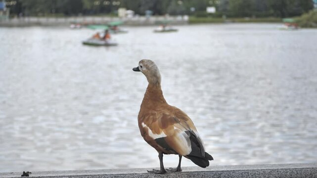 Ruddy Shelduck watching boats on a park lake