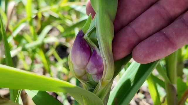 Close-up of a rare physiological disorder in garlic where cloves develop inside the stem instead of forming a normal bulb underground.