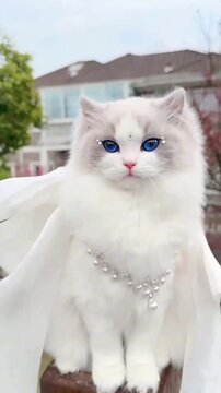 White cat sitting on a wooden post wearing a dress outdoors