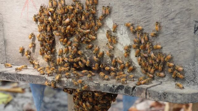 Honey bees clustering on hive