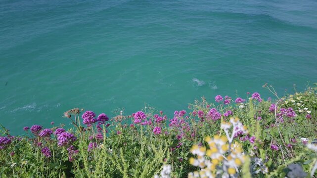 Wildflowers on the cliffs above the sea in Newquay, Cornwall on a sunny June day.