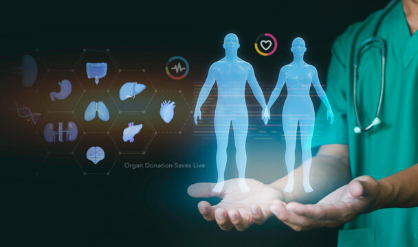 Doctor holding virtual icons for organs donation and patient anatomy data on screen. Concept of medical transplantation, health care innovation, life saving, and surgical matching technology.