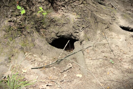 Natural animal den and dark hollow opening under large tree roots in the forest