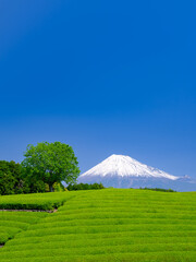Naklejka premium 静岡_富士山と茶畑の絶景風景