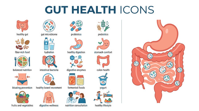 Digestive System Health and Gut Anatomy Illustration.
