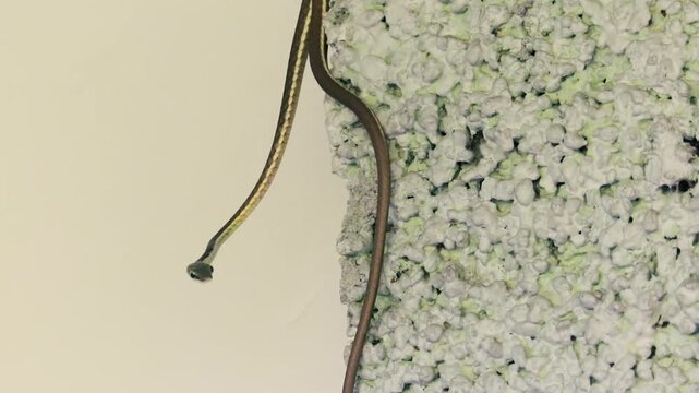 A slender wild snake climbing along the textured edge of a stone or concrete wall