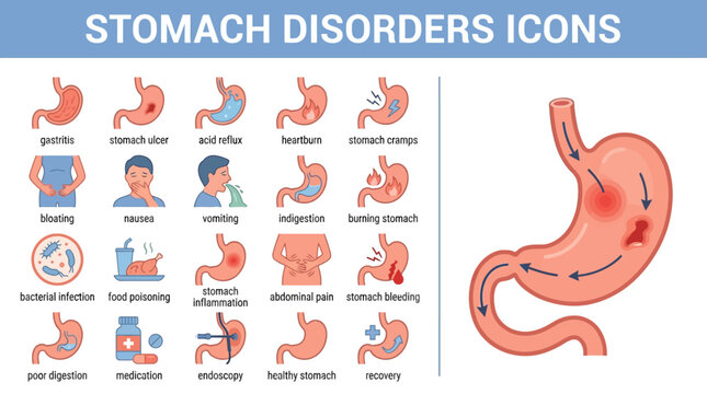 Stomach Anatomy Illustrated Icons Set for Medical Education.