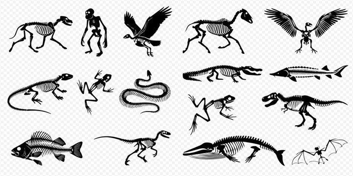 Collection of animal skeletons including mammals, birds, reptiles, amphibians, and fish, showcasing diverse bone structures.