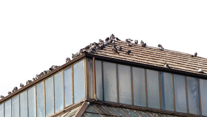 the roof of the house © Edgar YK