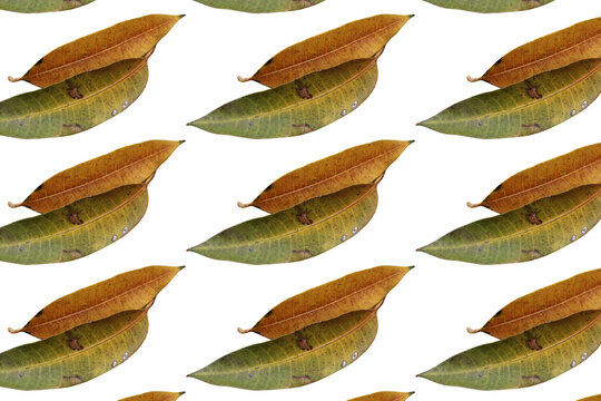 Varias hojas de la mata de mango en un fondo transparente 
