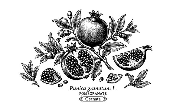 Detailed Vintage Pomegranate Engraving Botanical Line Art Vector Illustration