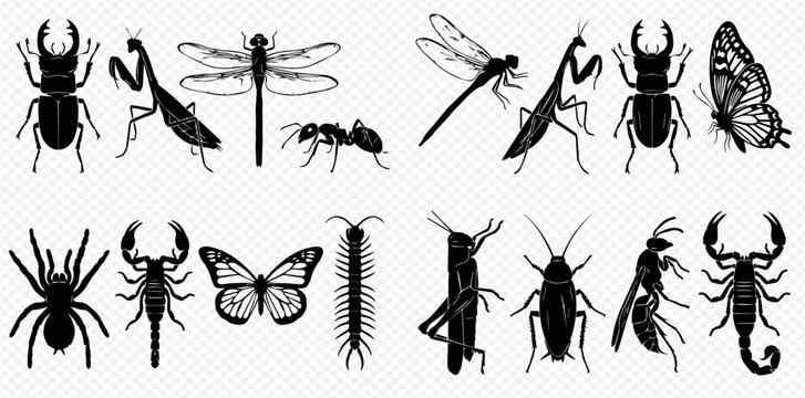 Collection of various insect and arachnid silhouettes on a transparent background, including beetles, mantises, dragonflies, ants, spiders, scorpions, butterflies, and grasshoppers.