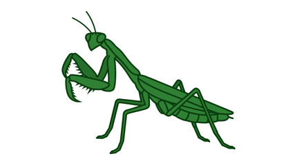 Fototapeta premium Green Praying Mantis Insect Illustration in a Striking Pose Vector