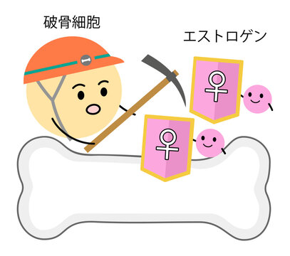女性ホルモンのエストロゲンが破骨細胞の働きを調整しているイラスト
