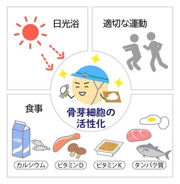 骨芽細胞を活性化させる日光浴・運動・食事のイラスト