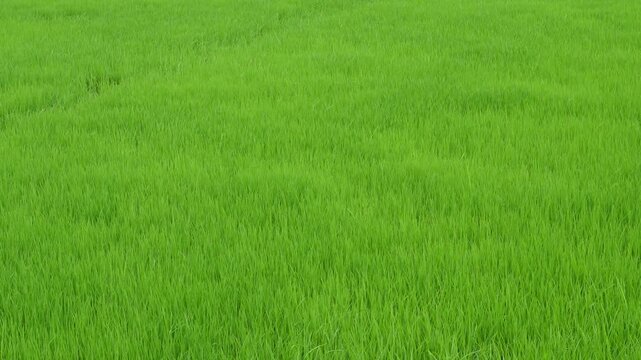 Young green rice seedlings thriving in paddy field
