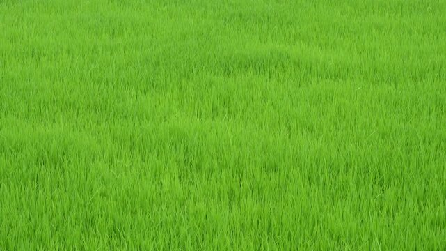 Green rice paddy field thriving in sunlight