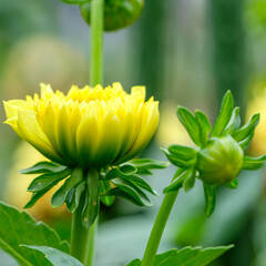 Naklejka premium Vibrant yellow dahlia flower and buds, close-up of a beautiful plant blooming in an early summer garden with copy space
